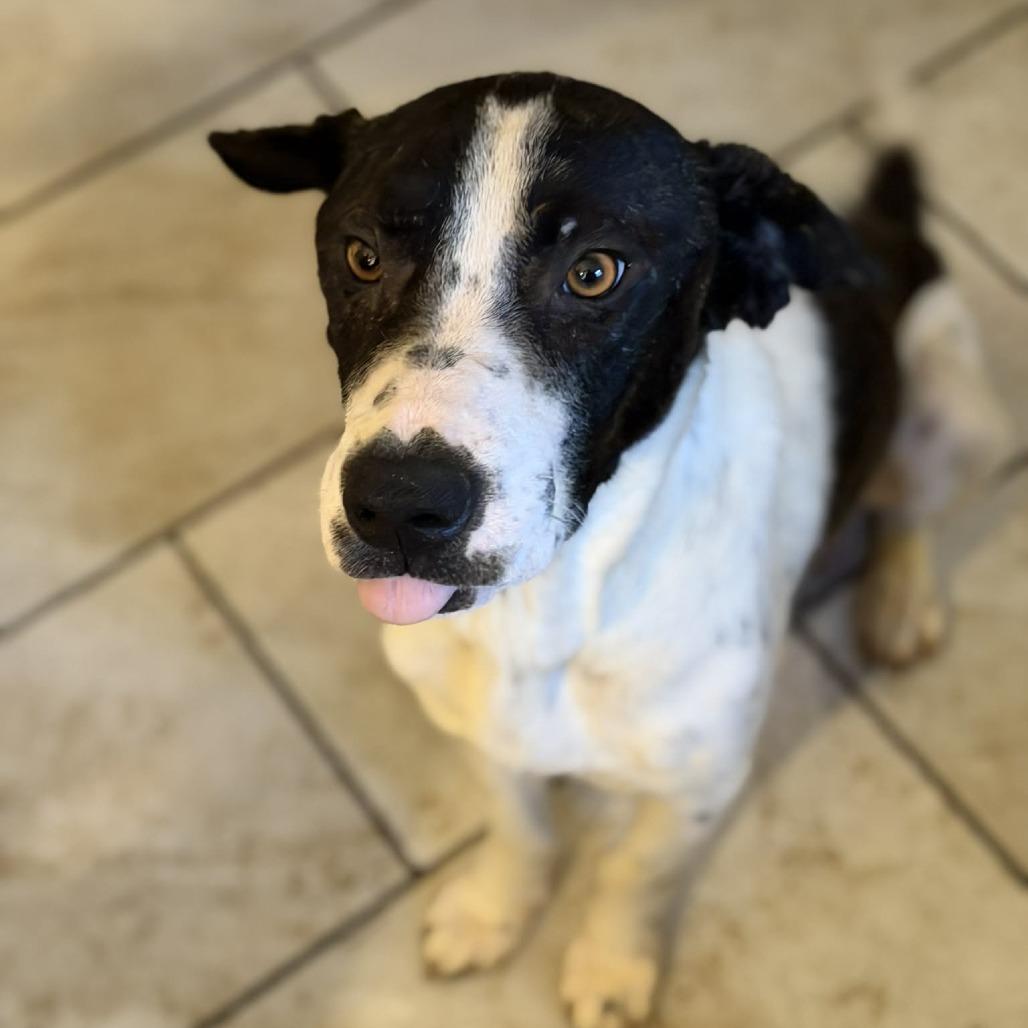 Enlarge Mrs. Potts, a Adoptable Mixed Breed in Olathe, KS image 1/3