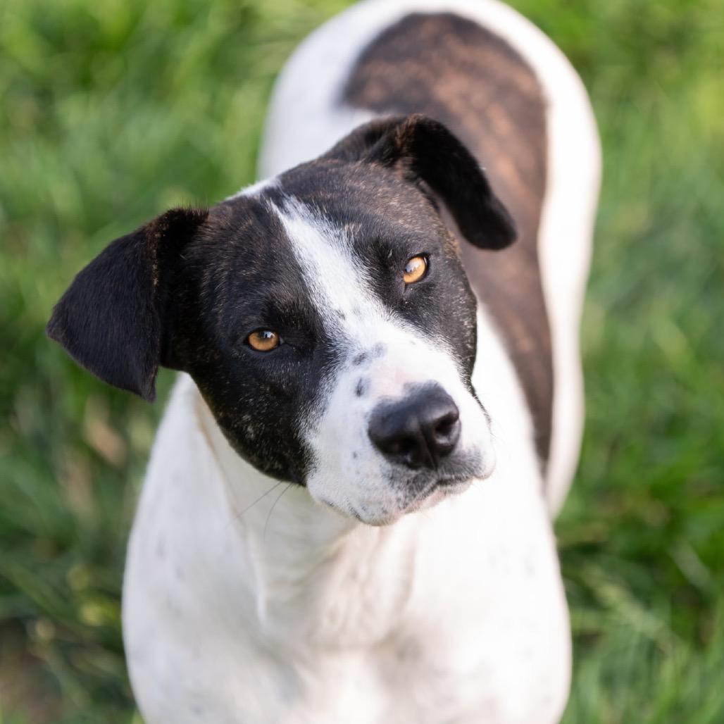 Enlarge Colbie Jean, a Adoptable Mixed Breed in Olathe, KS image 2/6