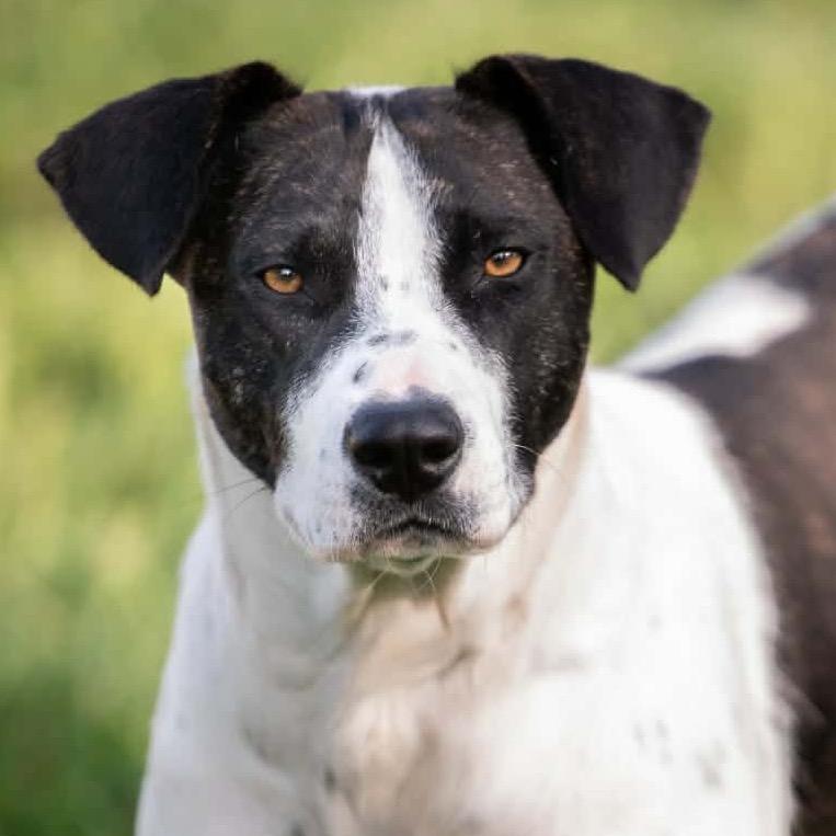Enlarge Colbie Jean, a Adoptable Mixed Breed in Olathe, KS image 3/6