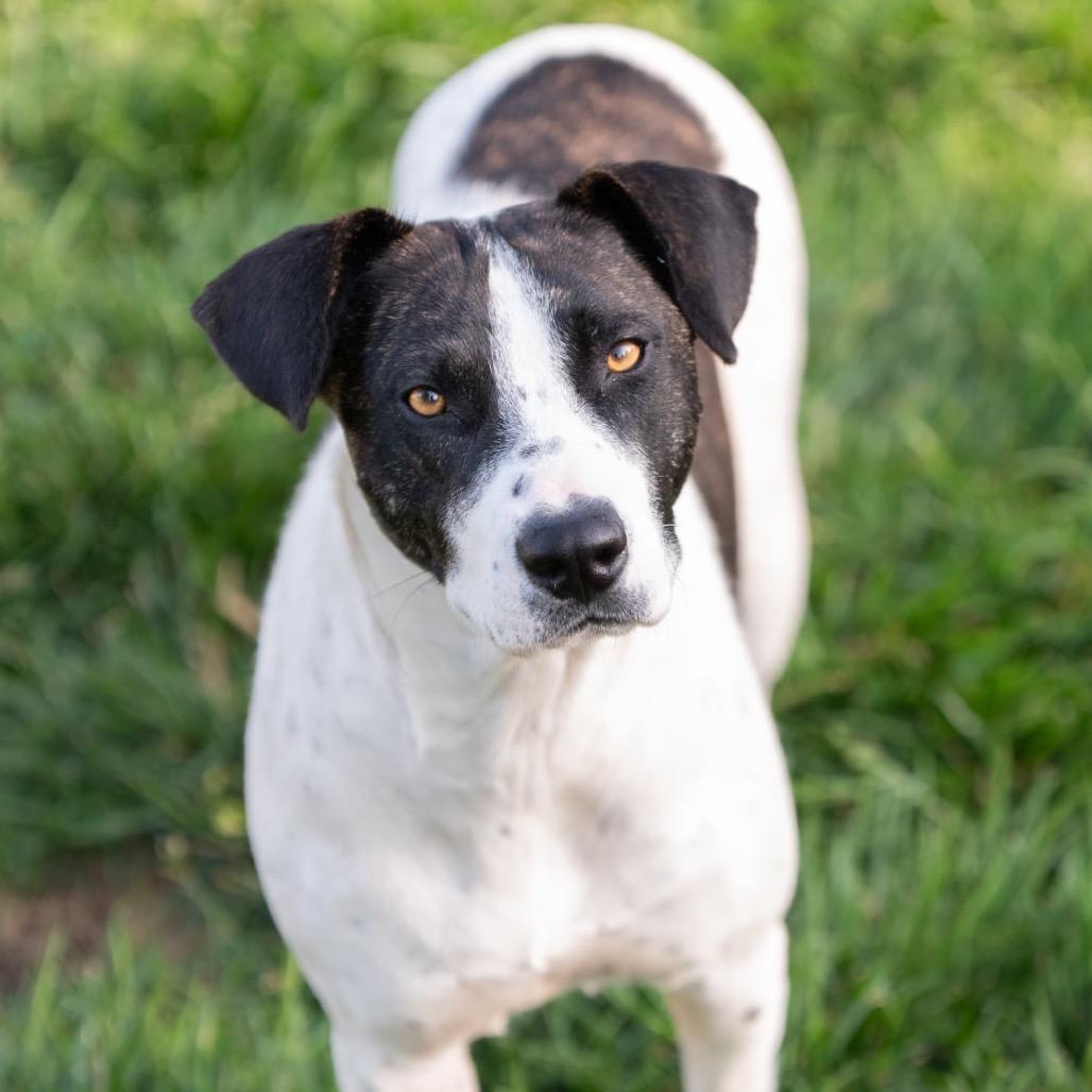 Enlarge Colbie Jean, a Adoptable Mixed Breed in Olathe, KS image 4/6