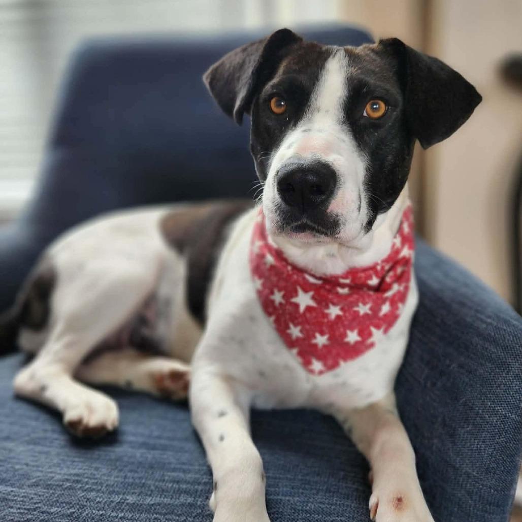 Enlarge Colbie Jean, a Adoptable Mixed Breed in Olathe, KS image 5/6