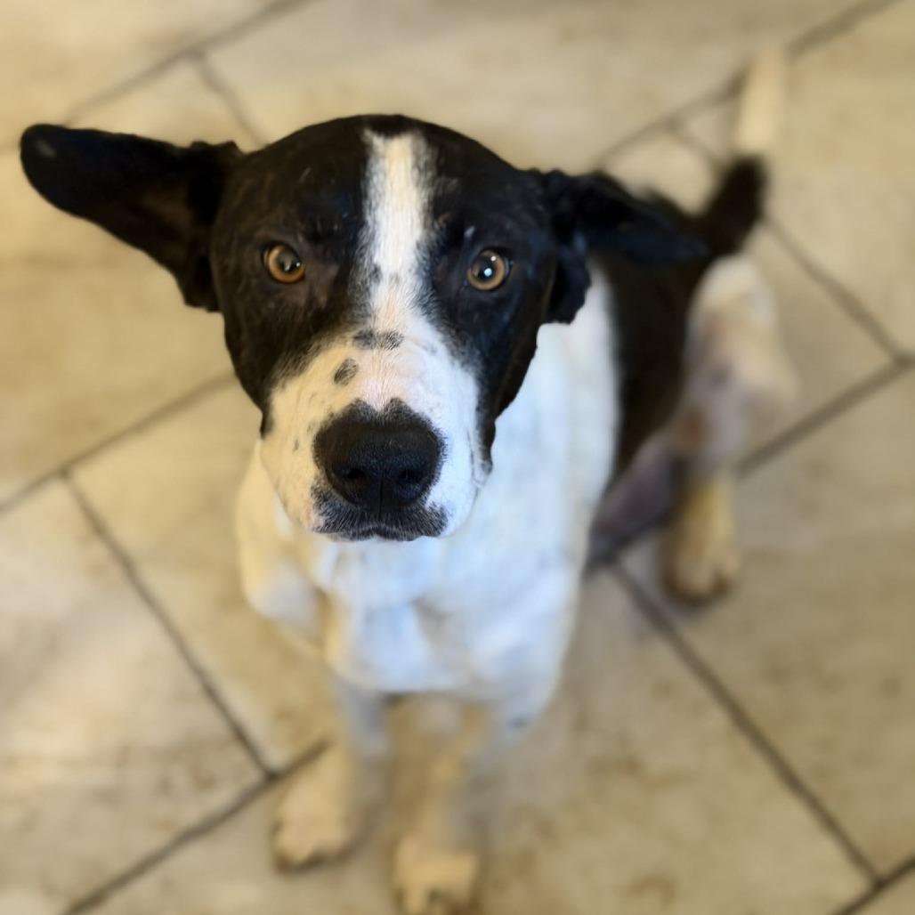 Enlarge Mrs. Potts, a Adoptable Mixed Breed in Olathe, KS image 3/3