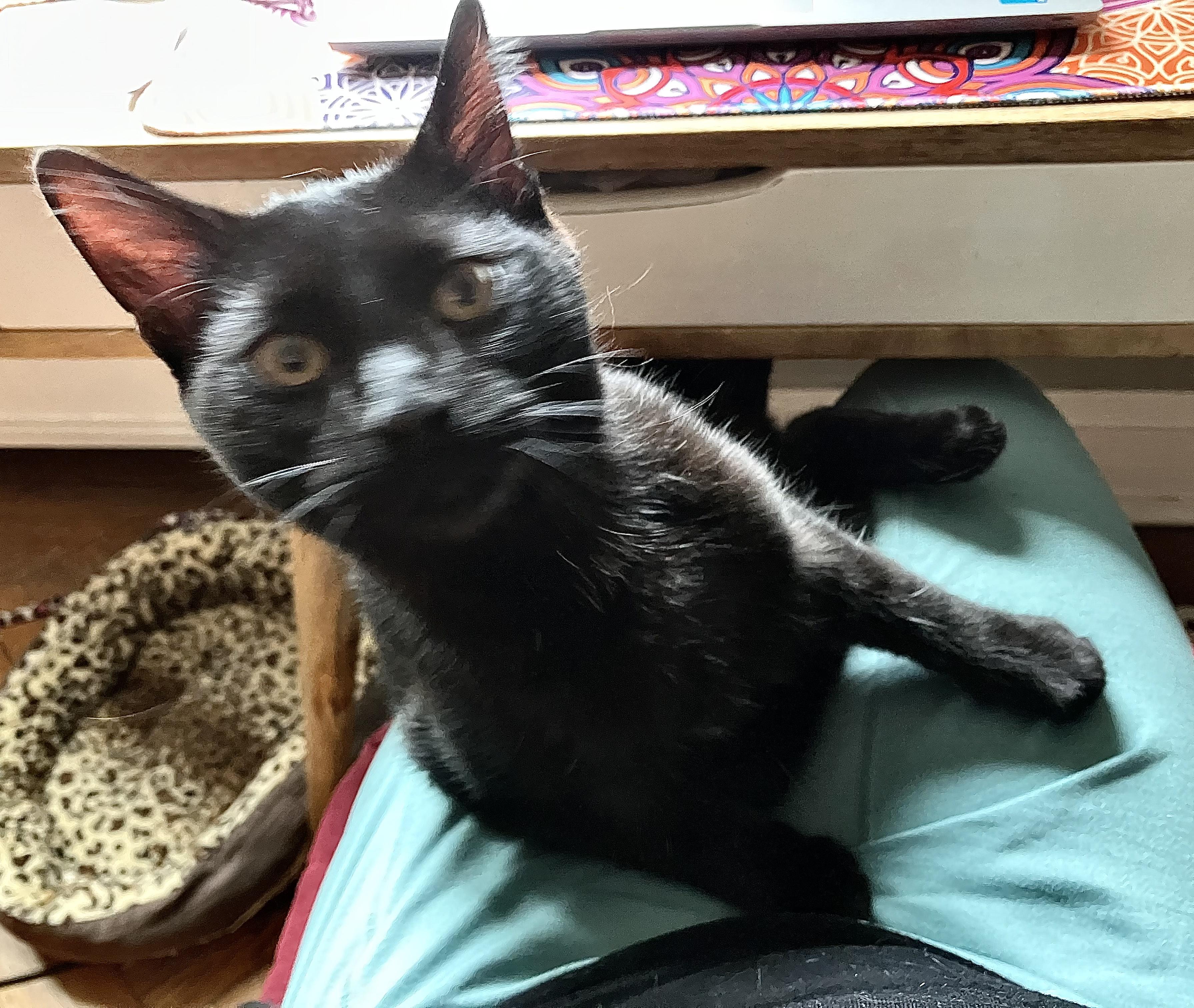 Maksim Maskimovich, Adopted, Young Male Domestic Short Hair.