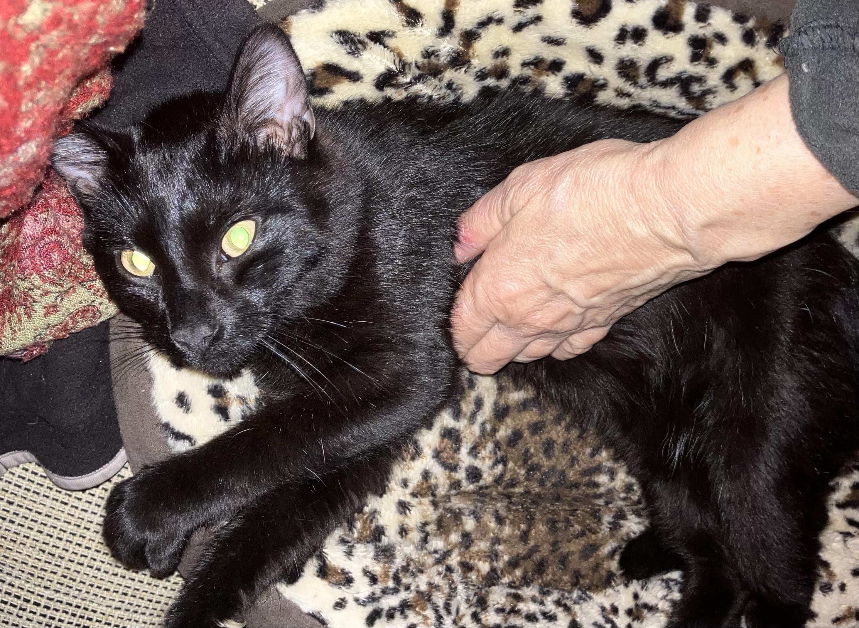 Enlarge Maksim Maskimovich, a Adopted Domestic Short Hair in Philadelphia, PA image 2/4