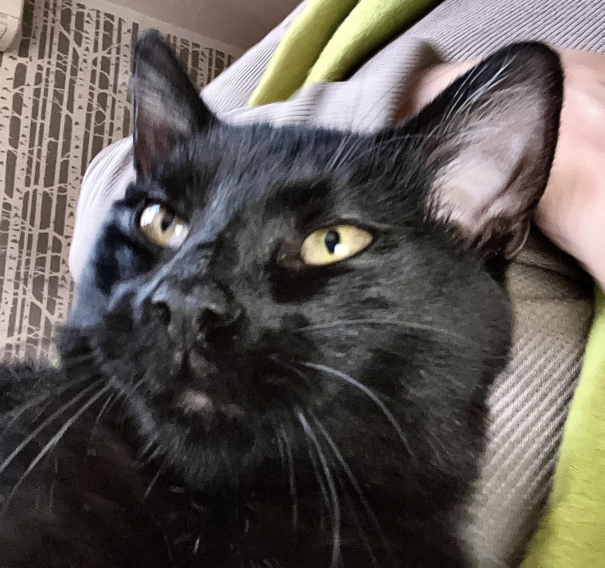 Enlarge Maksim Maskimovich, a Adopted Domestic Short Hair in Philadelphia, PA image 3/4