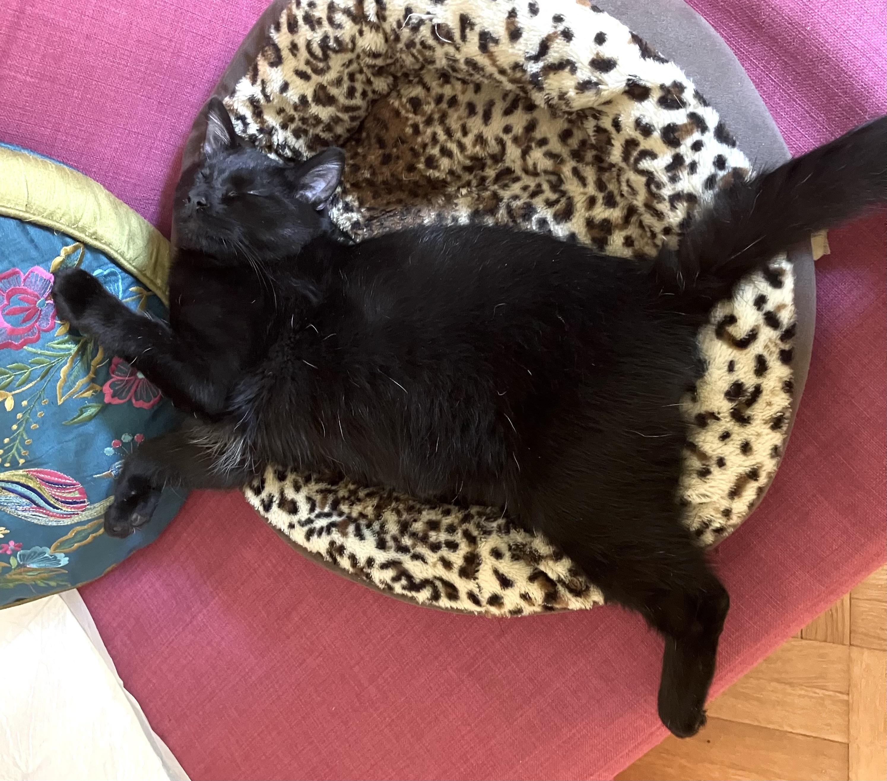 Enlarge Maksim Maskimovich, a Adopted Domestic Short Hair in Philadelphia, PA image 4/4