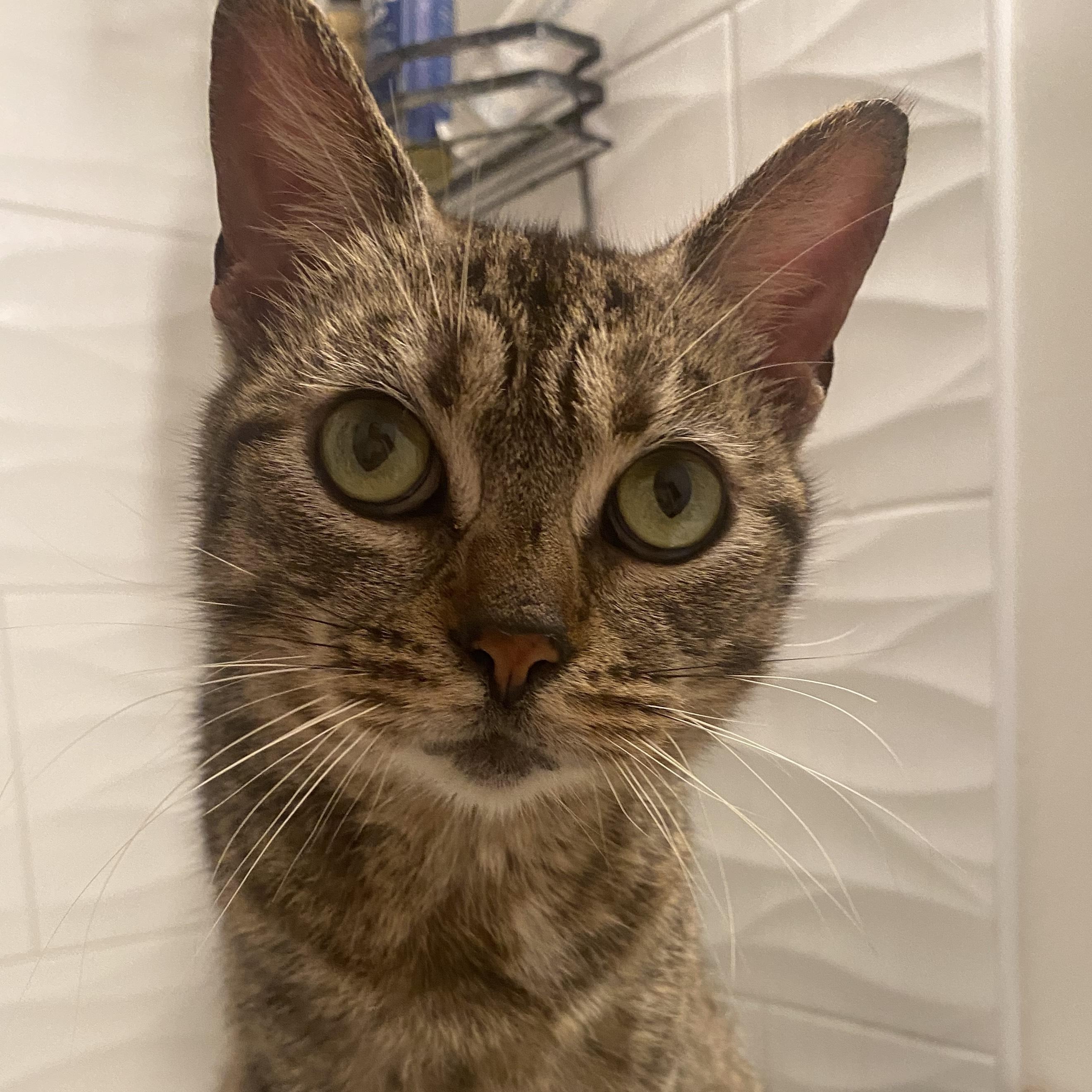 Frigg, Adult Female Domestic Short Hair