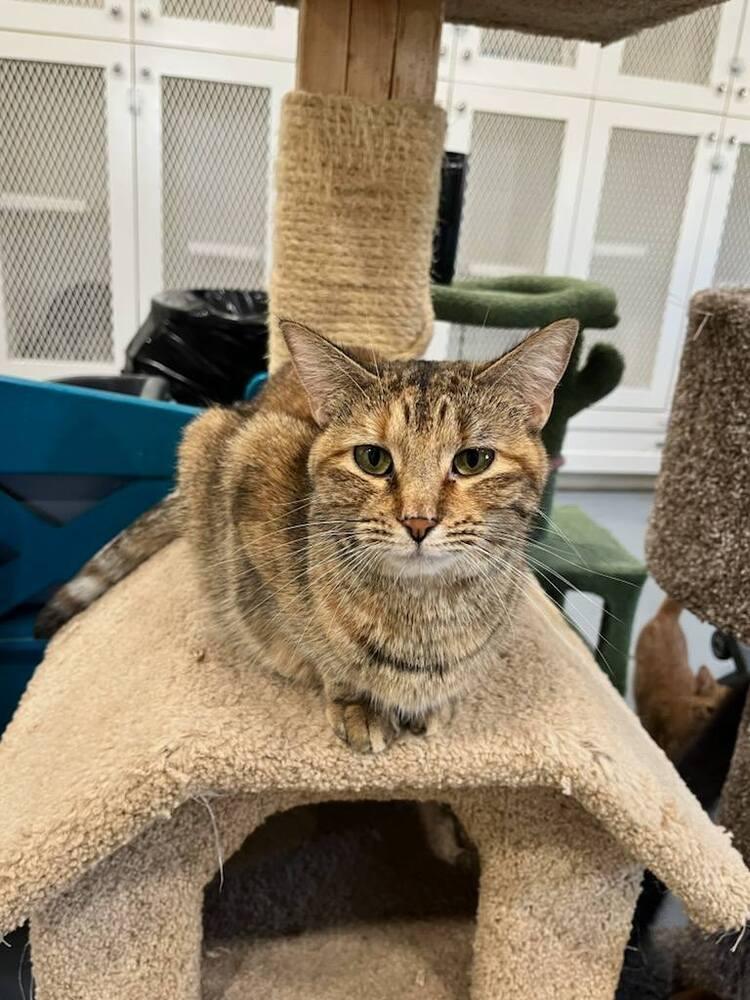 Genesis, Adoptable, Adult Female Domestic Short Hair.