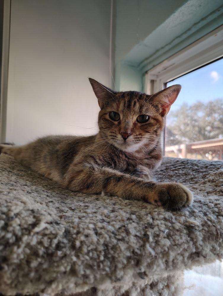 Enlarge Genesis, a Adoptable Domestic Short Hair in San Leon, TX image 2/5