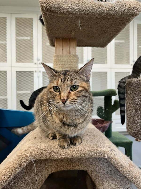 Enlarge Genesis, a Adoptable Domestic Short Hair in San Leon, TX image 3/5