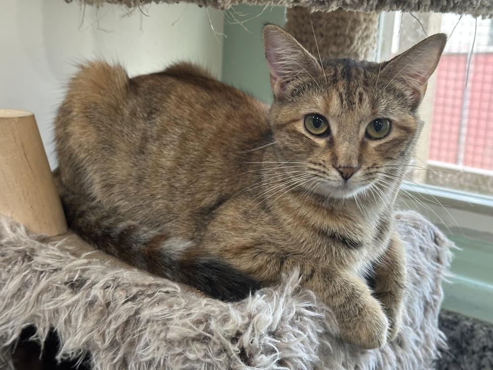 Enlarge Genesis, a Adoptable Domestic Short Hair in San Leon, TX image 4/5