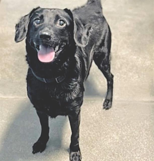 RIPPLEY, Adoptable, Adult Female Labrador Retriever.