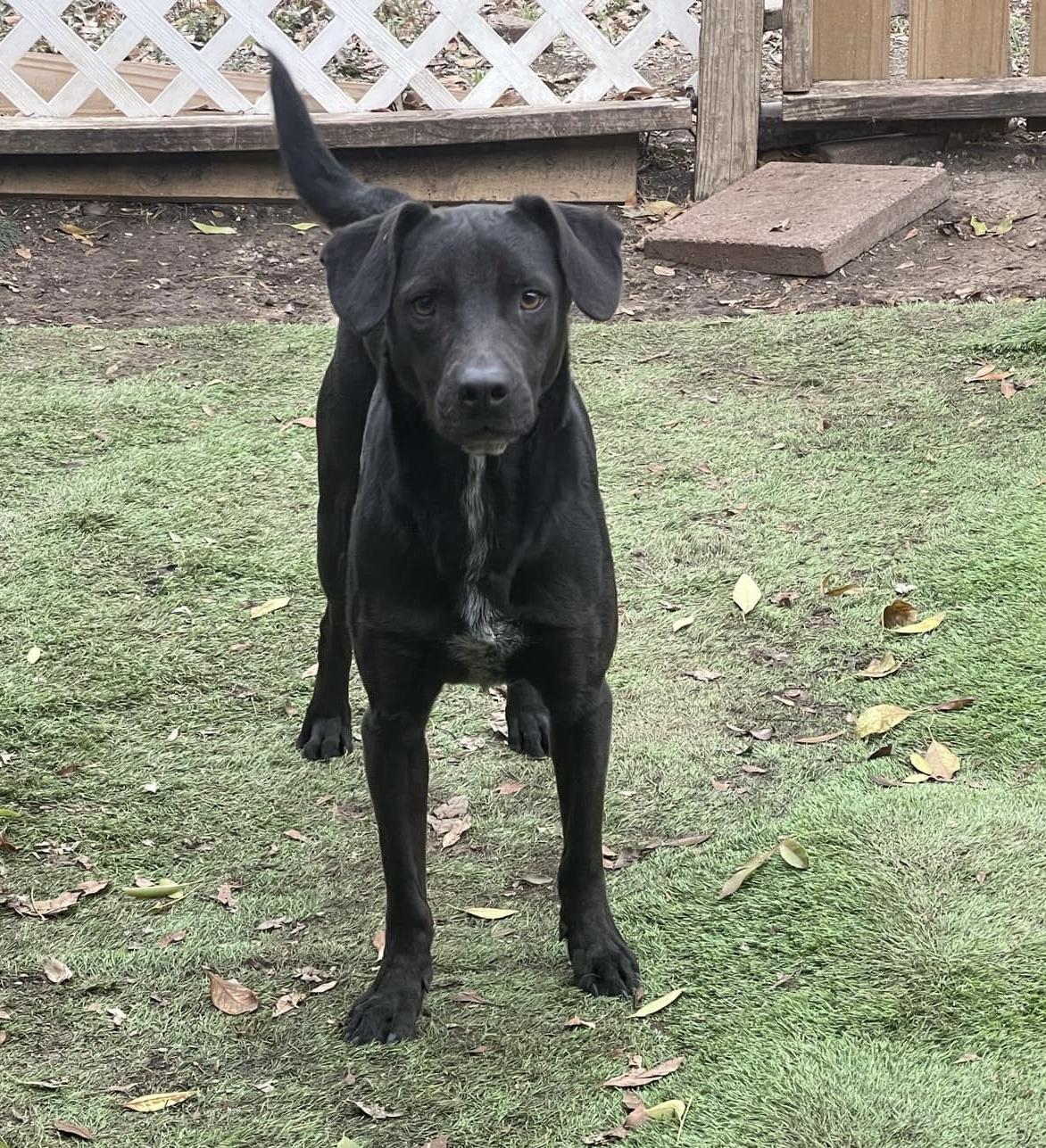 Enlarge Freedom, a Adoptable Black Labrador Retriever in Adkins, TX image 1/4