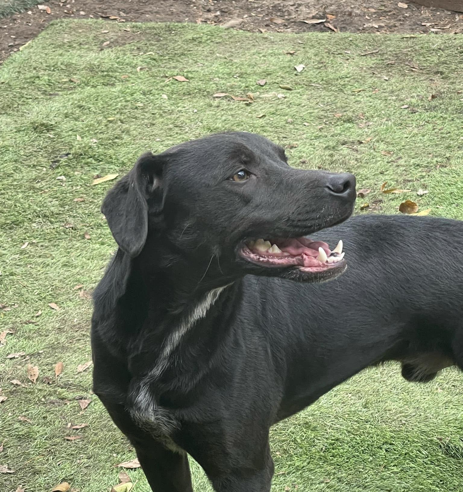Enlarge Freedom, a Adoptable Black Labrador Retriever in Adkins, TX image 3/4