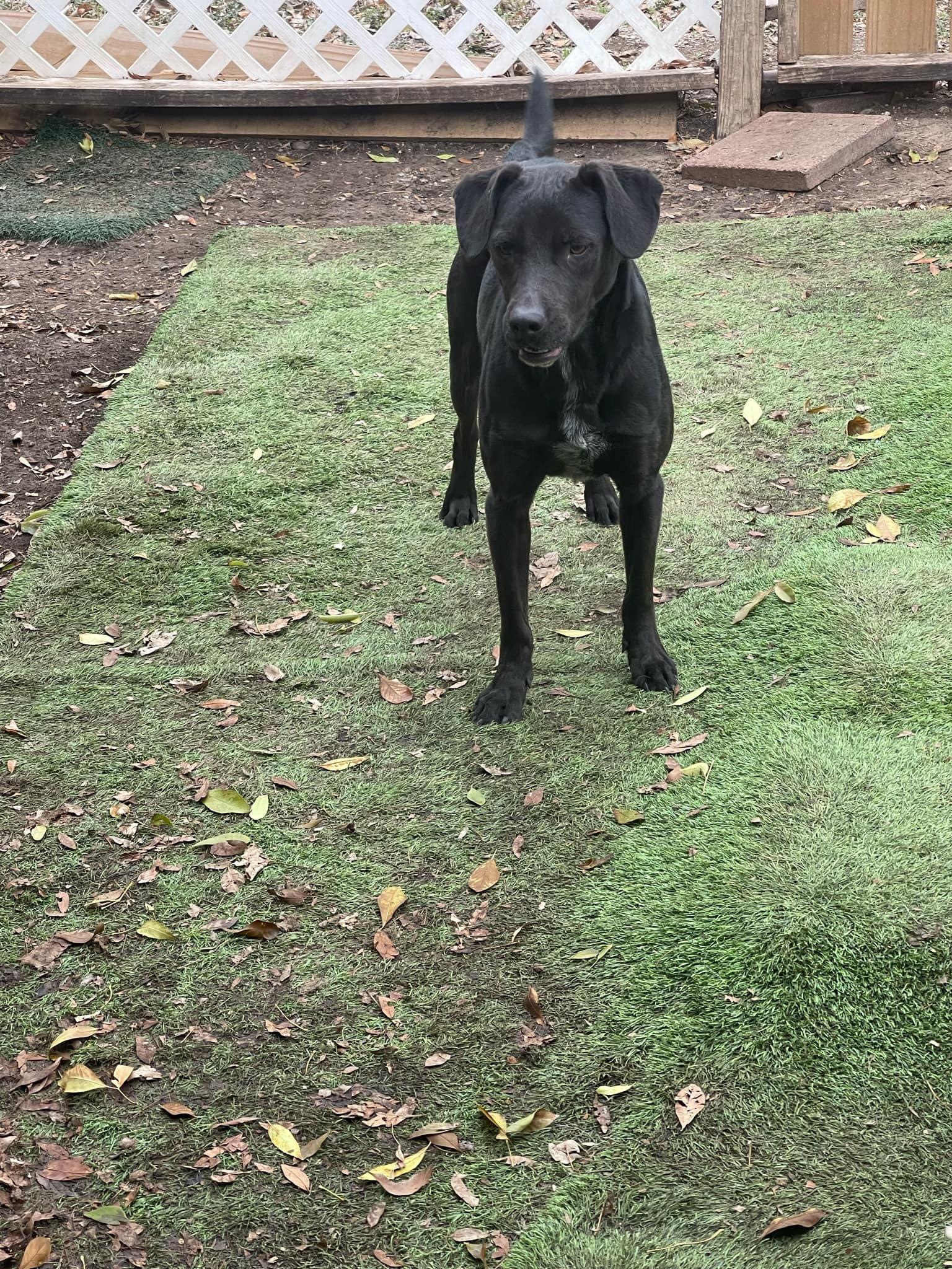 Enlarge Freedom, a Adoptable Black Labrador Retriever in Adkins, TX image 4/4