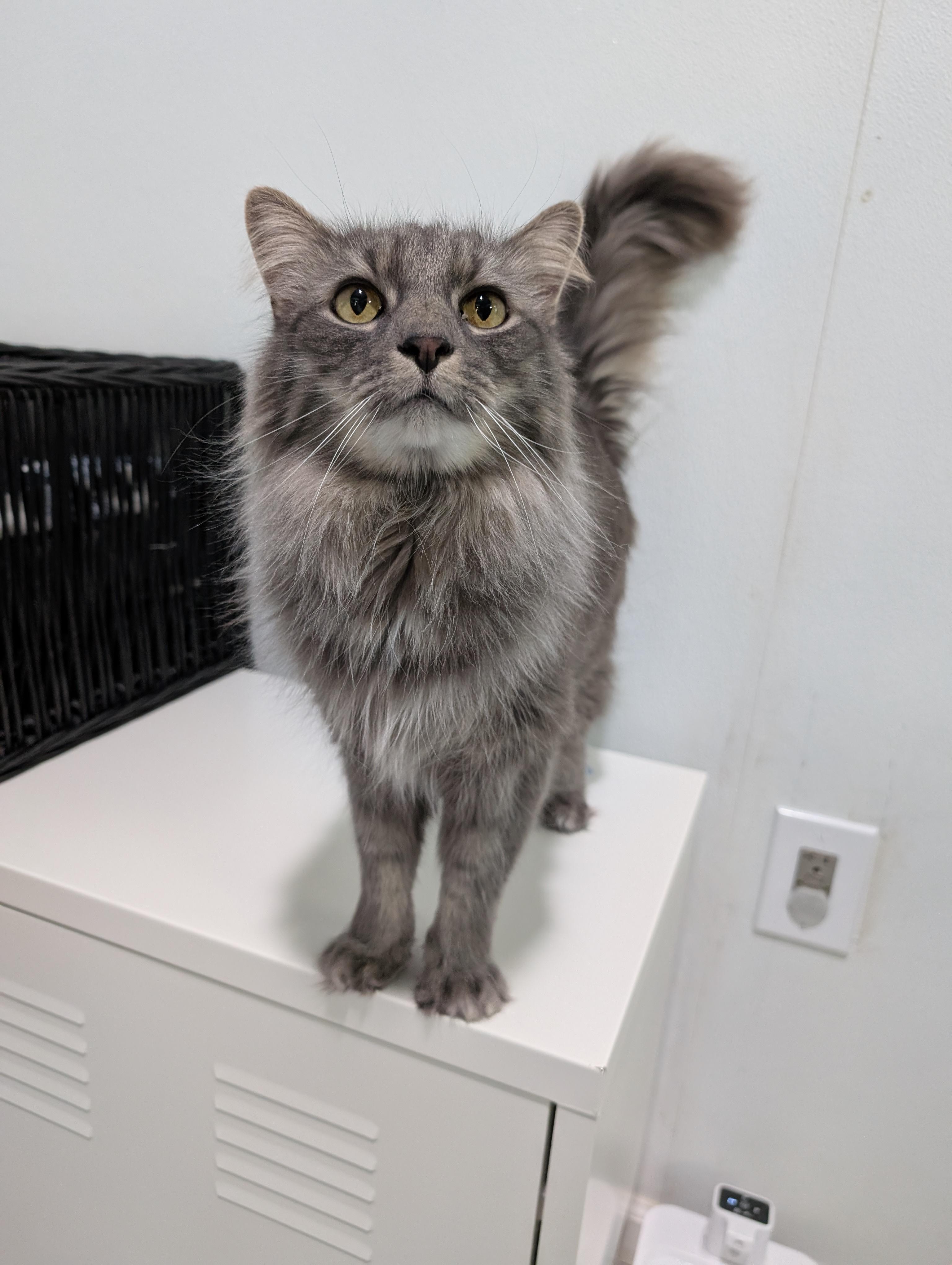 Gabe (bonded with Blade), Adopted, Adult Male Domestic Medium Hair.