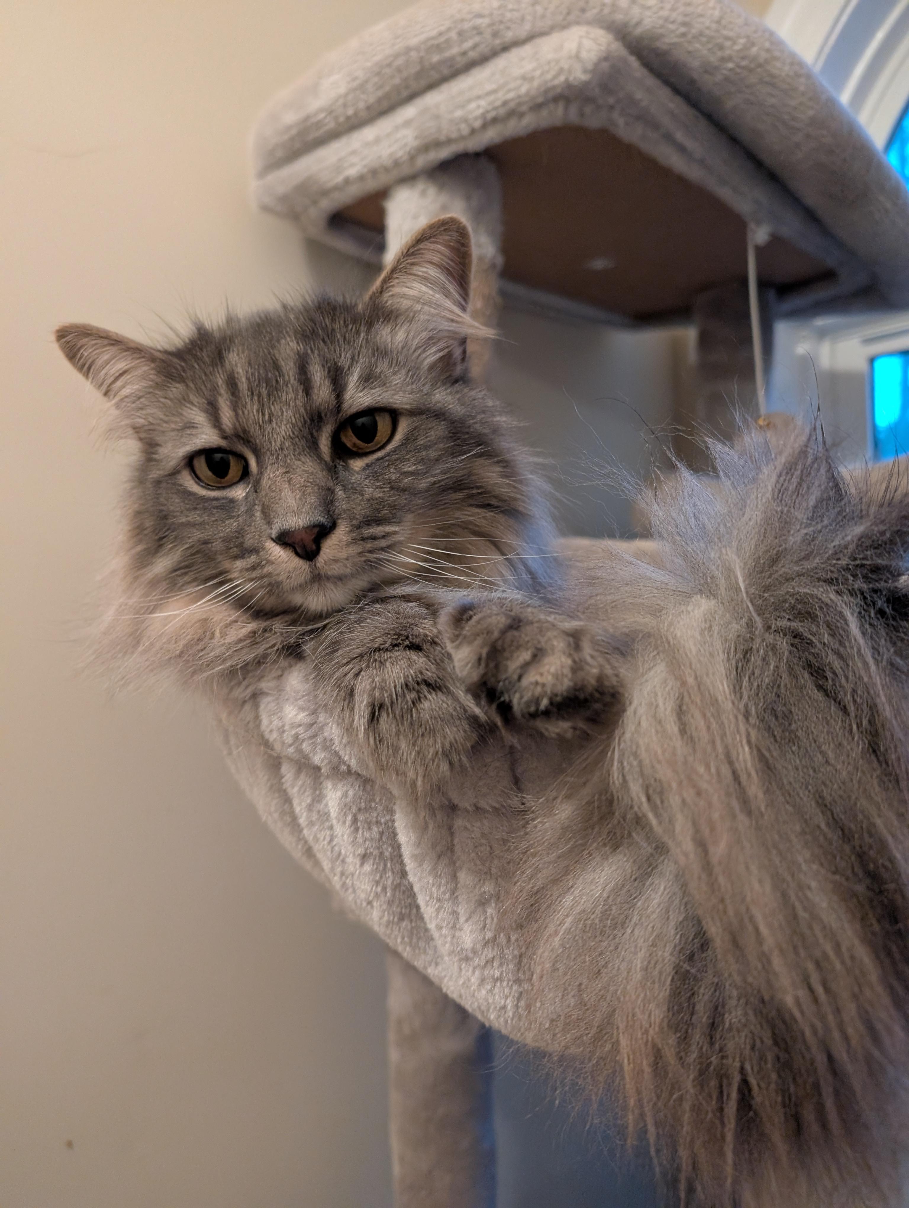 Enlarge Gabe (bonded with Blade), a Adopted mixed breed in Zebulon, NC image 2/3