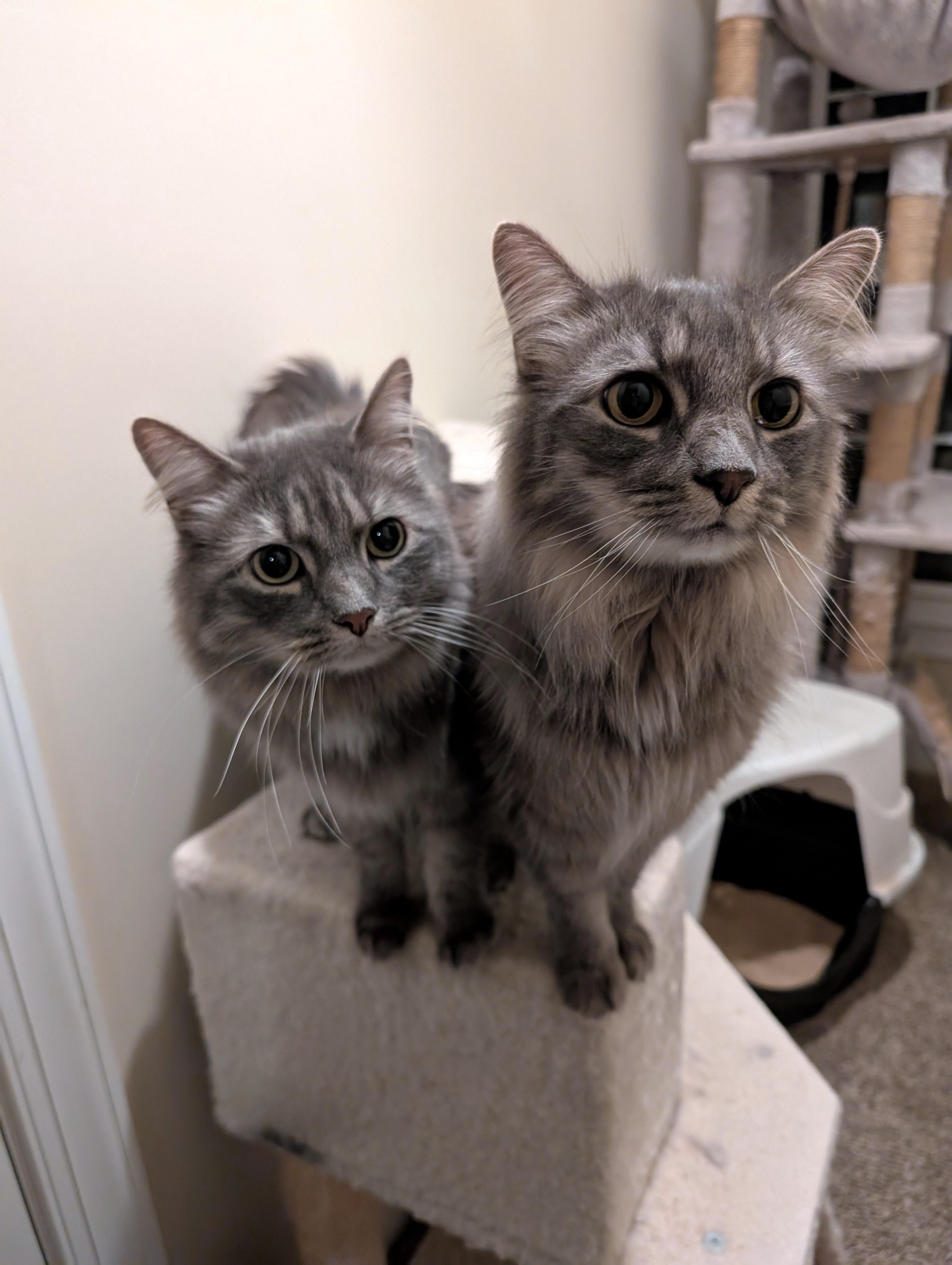 Enlarge Gabe (bonded with Blade), a Adopted mixed breed in Zebulon, NC image 3/3