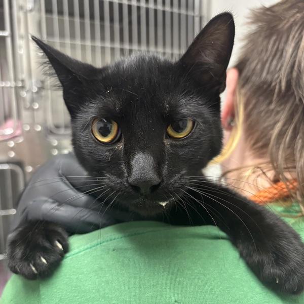 Ludwig - Bonded W/ Wilhelm, Adoptable, Young Male Domestic Short Hair.