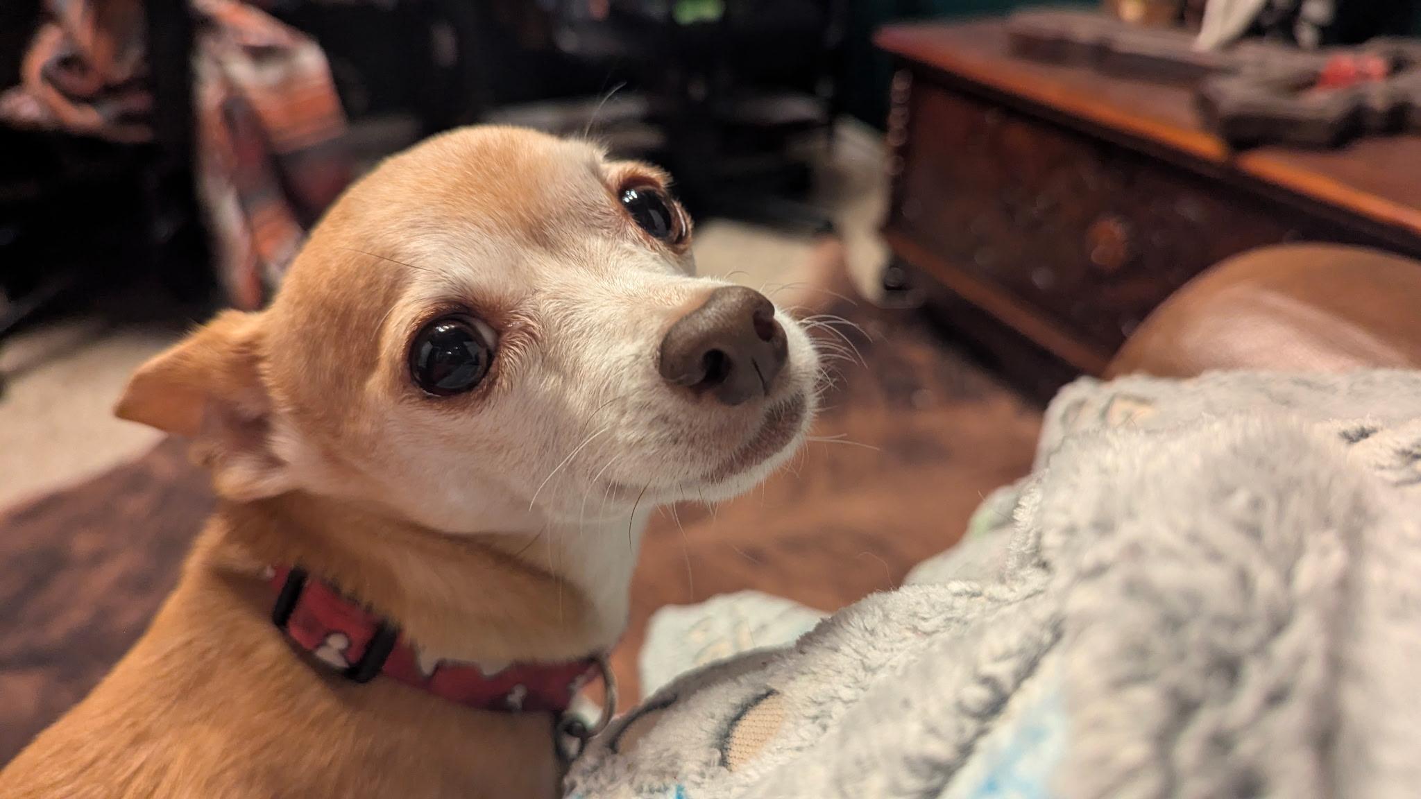 Paco — thumbnail 3