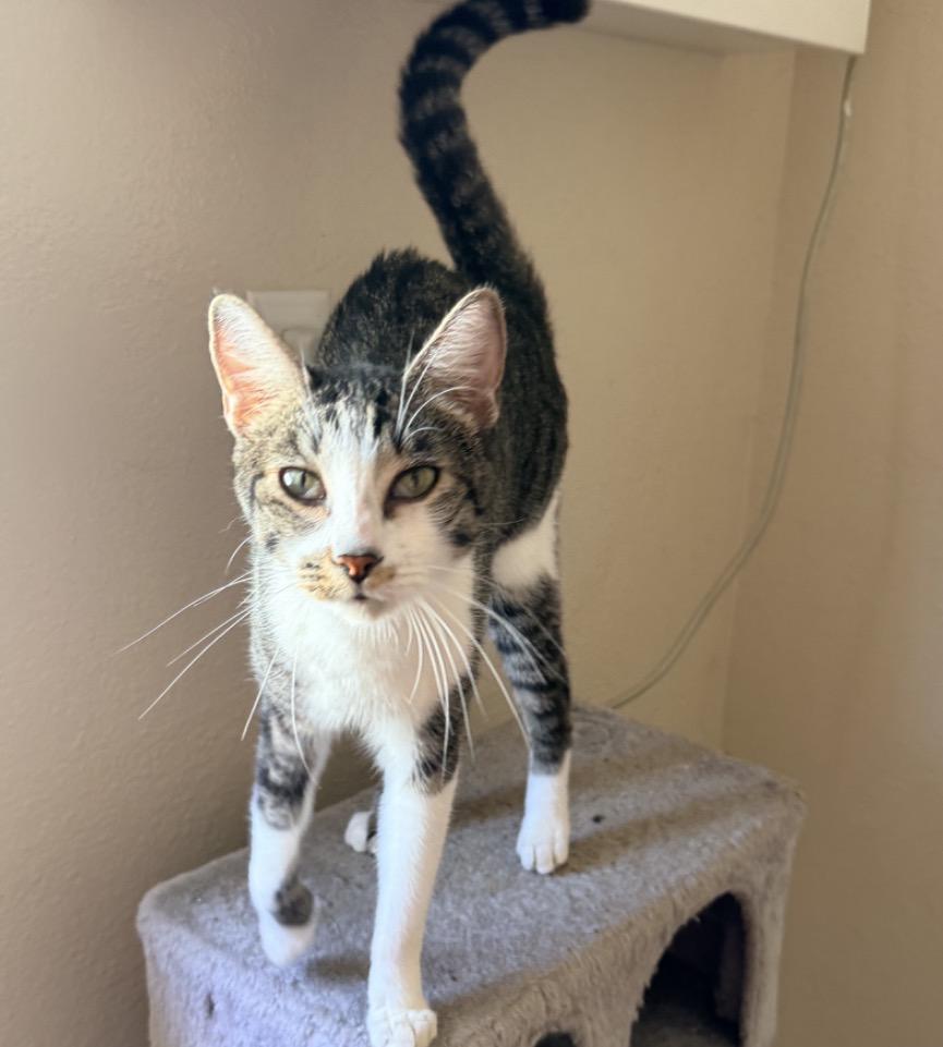 Enlarge Tomas, a Adoptable Oriental Tabby in San Diego, CA image 1/2