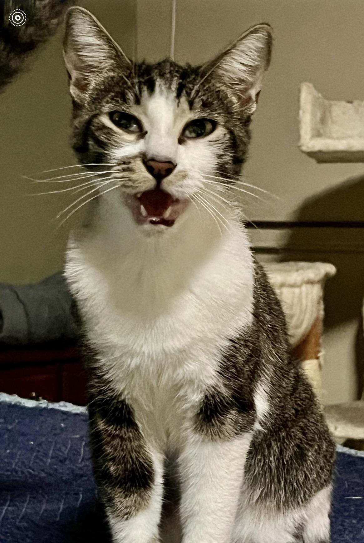 Enlarge Tomas, a Adoptable Oriental Tabby in San Diego, CA image 2/2