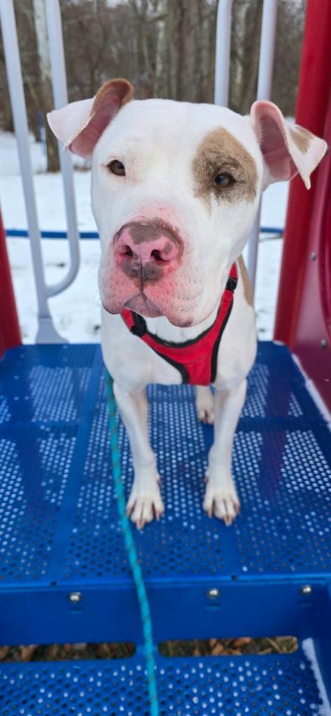 Jewelz, Adoptable, Adult Female Pit Bull Terrier.