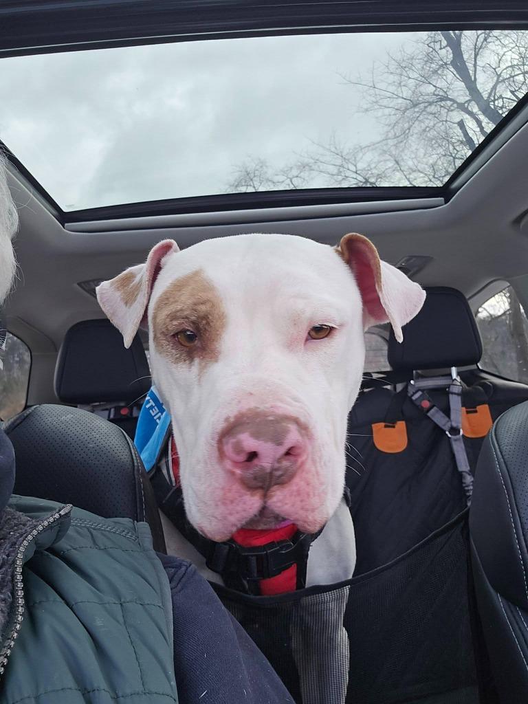 Enlarge Jewelz, a Adoptable mixed breed in Waverly, NY image 6/6
