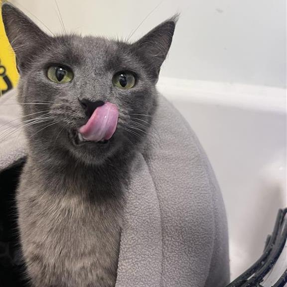 Smokie, Adoptable, Young Female Domestic Short Hair.