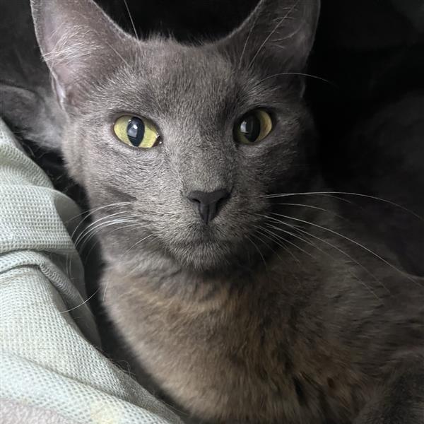 Enlarge Smokie, a Adoptable Domestic Short Hair in Bentonville, AR image 2/6