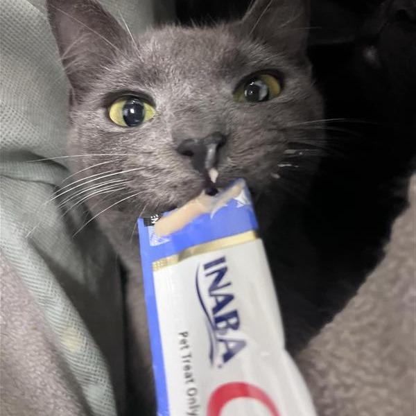 Enlarge Smokie, a Adoptable Domestic Short Hair in Bentonville, AR image 3/6
