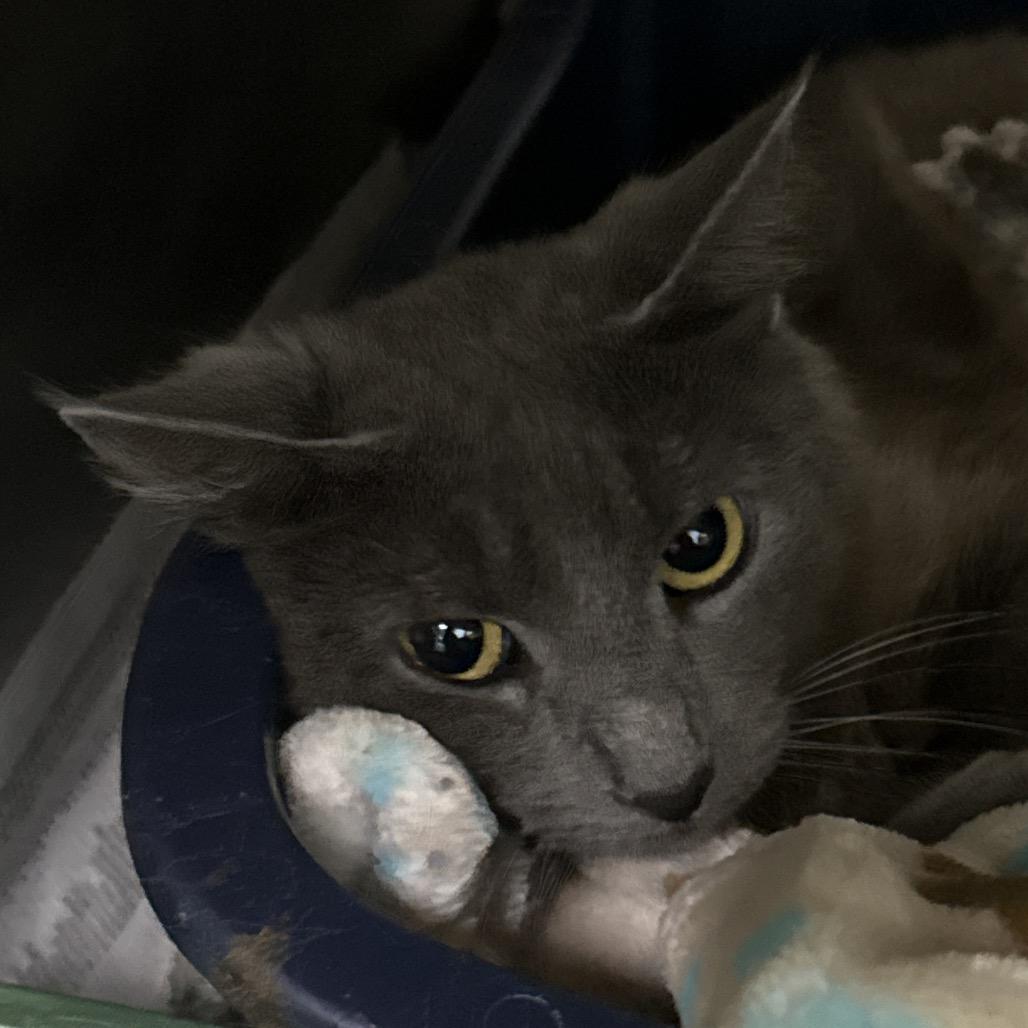 Smokie, Adoptable, Young Female Domestic Short Hair.