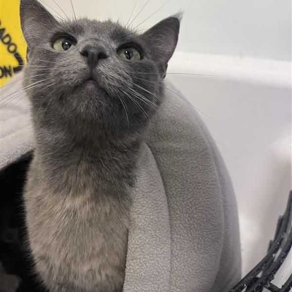 Enlarge Smokie, a Adoptable Domestic Short Hair in Bentonville, AR image 5/6
