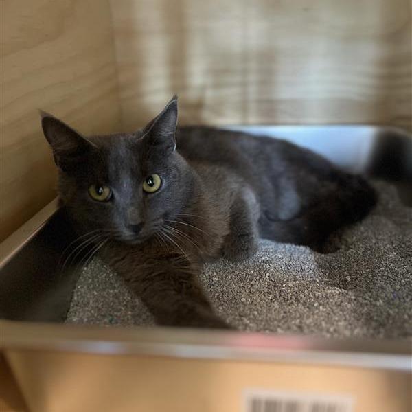 Enlarge Smokie, a Adoptable Domestic Short Hair in Bentonville, AR image 2/2