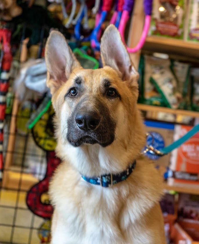 Carson *Tierney/Prada/Carson Litter*. Nka Carsyn, Adopted, Young Male German Shepherd Dog.