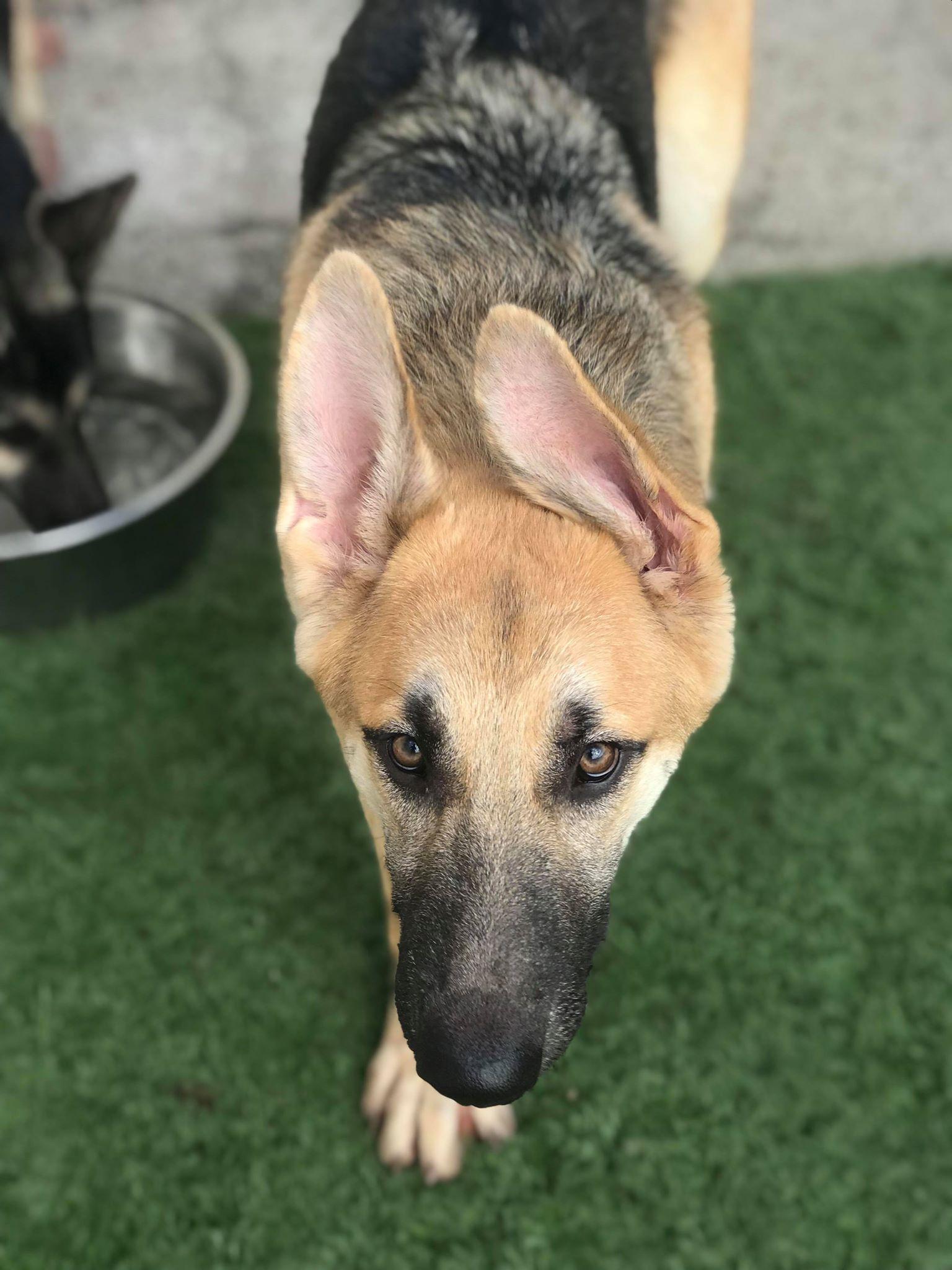 Carson *Tierney/Prada/Carson Litter*. Nka Carsyn, a Adopted German Shepherd Dog in Gretna, NE image 2/3