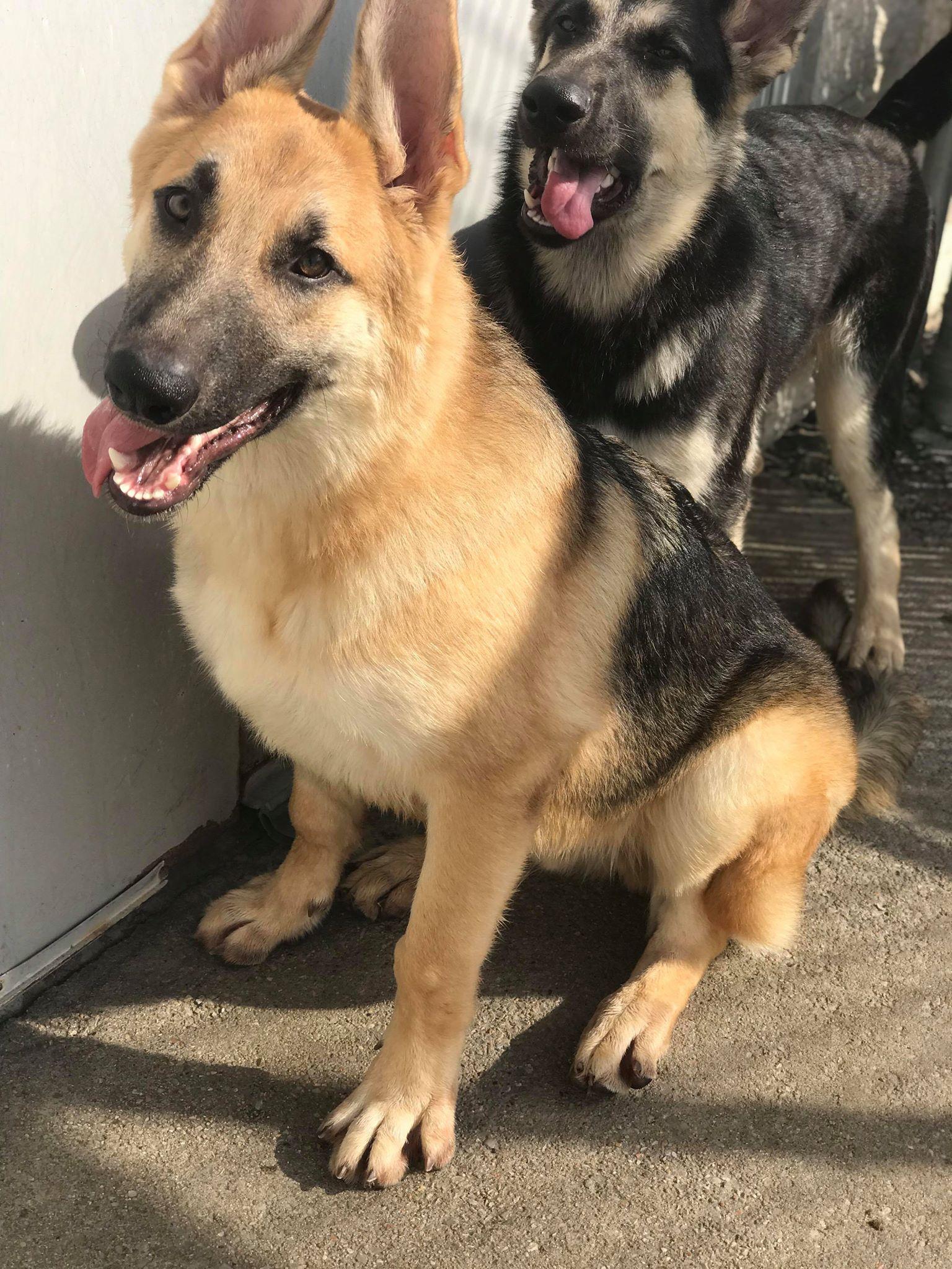 Carson *Tierney/Prada/Carson Litter*. Nka Carsyn, a Adopted German Shepherd Dog in Gretna, NE image 3/3