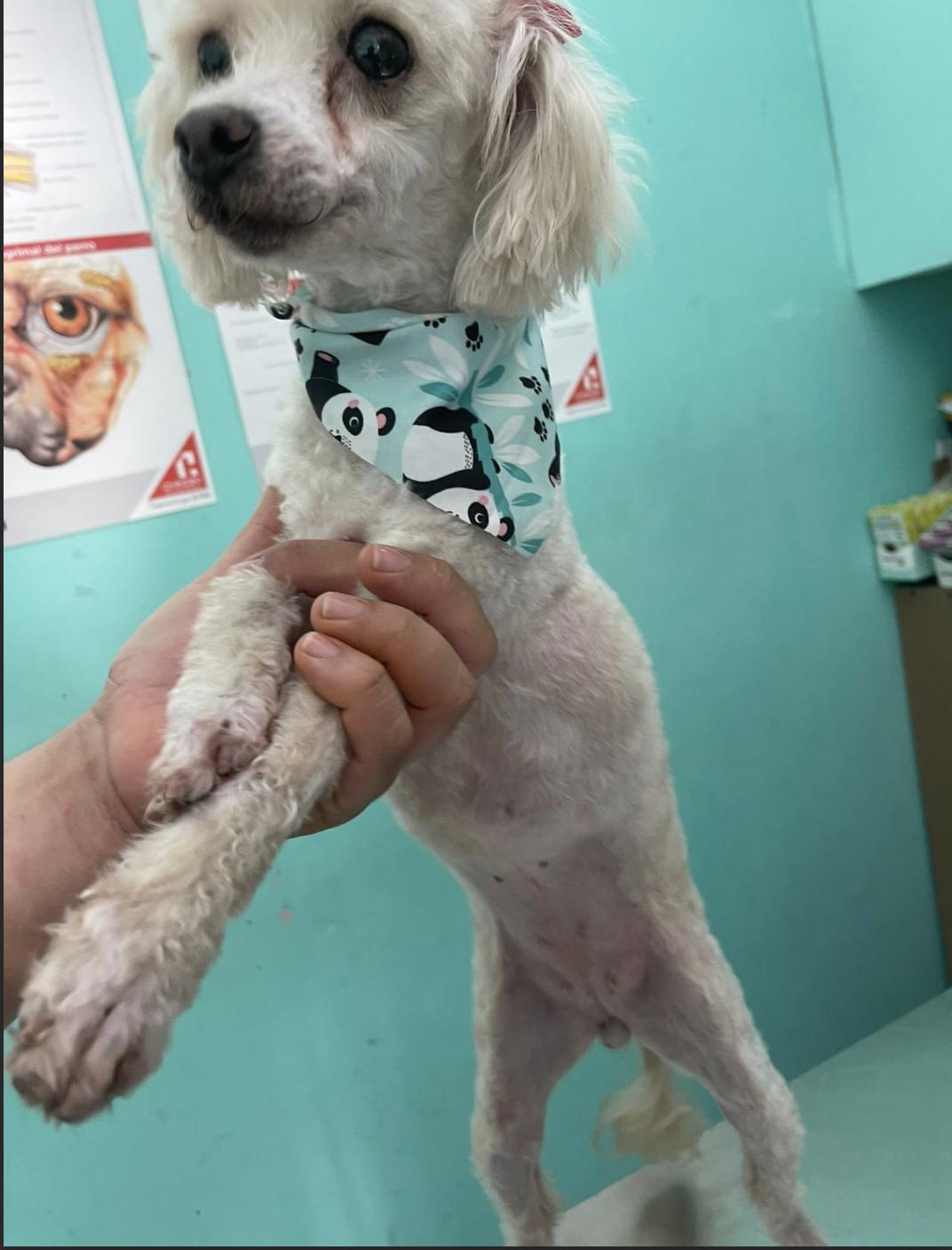 Mitzy , an adopted mixed breed in EL COLORADO, JAL image 2/3