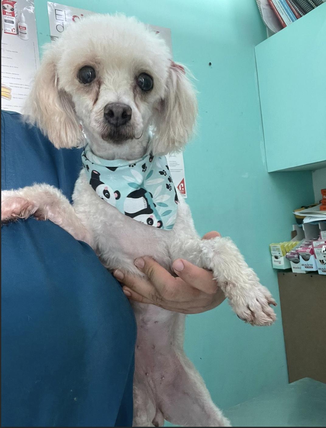 Mitzy , an adopted mixed breed in EL COLORADO, JAL image 3/3