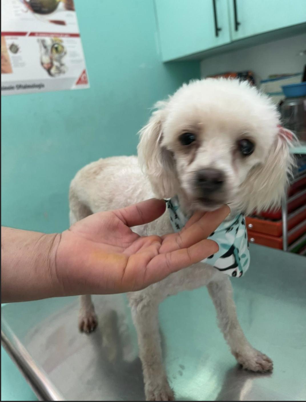 Mitzy , an adopted mixed breed in EL COLORADO, JAL image 1/3