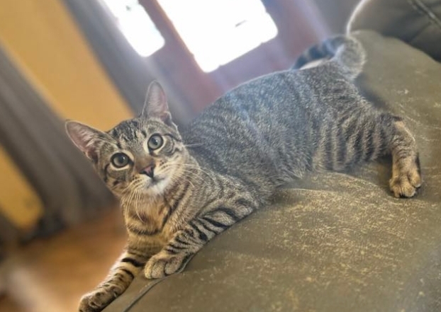 Theo, Adoptable, Young Male Tabby.