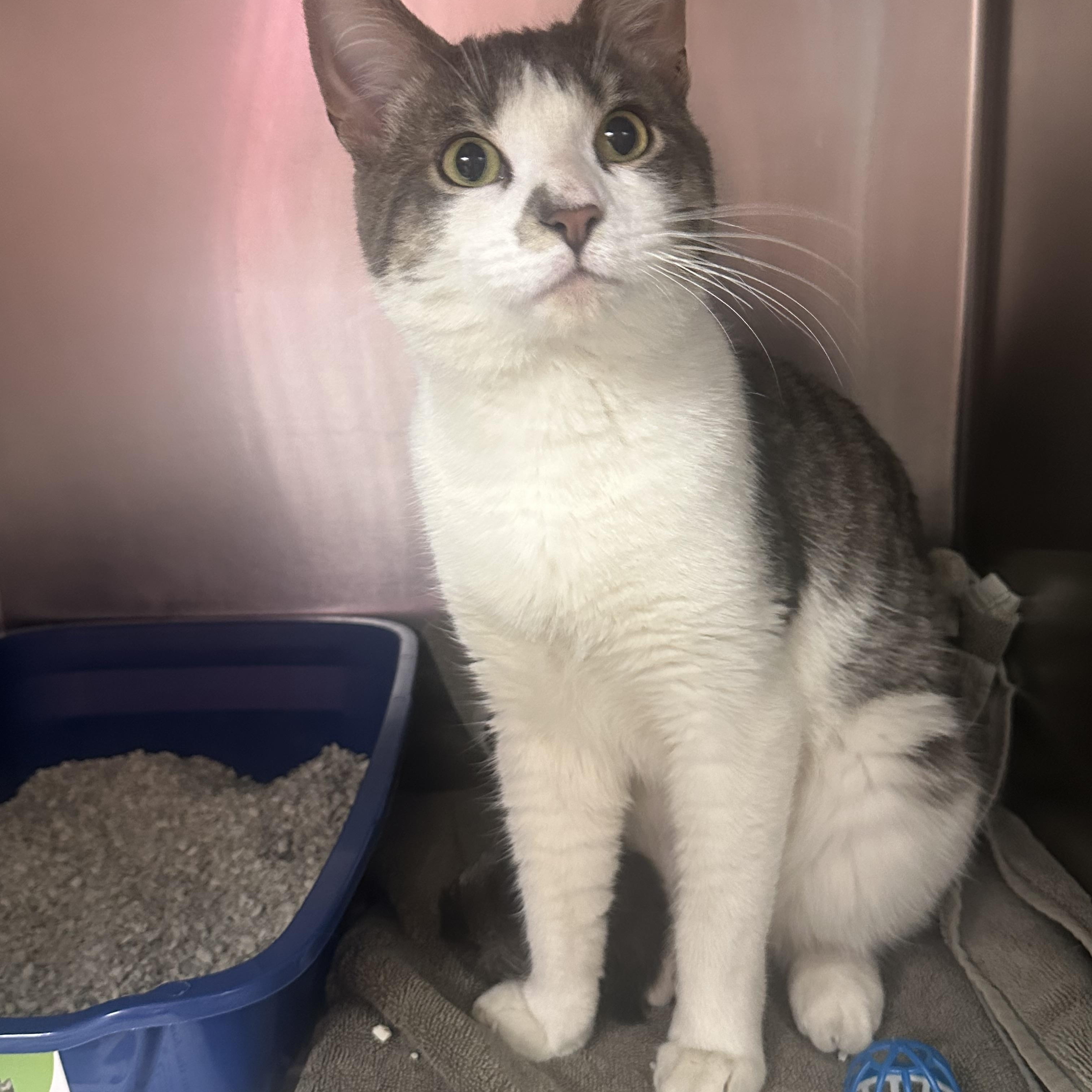 Rocky AKA Bernie, an adopted Domestic Short Hair in Clifton, NJ image 6/6