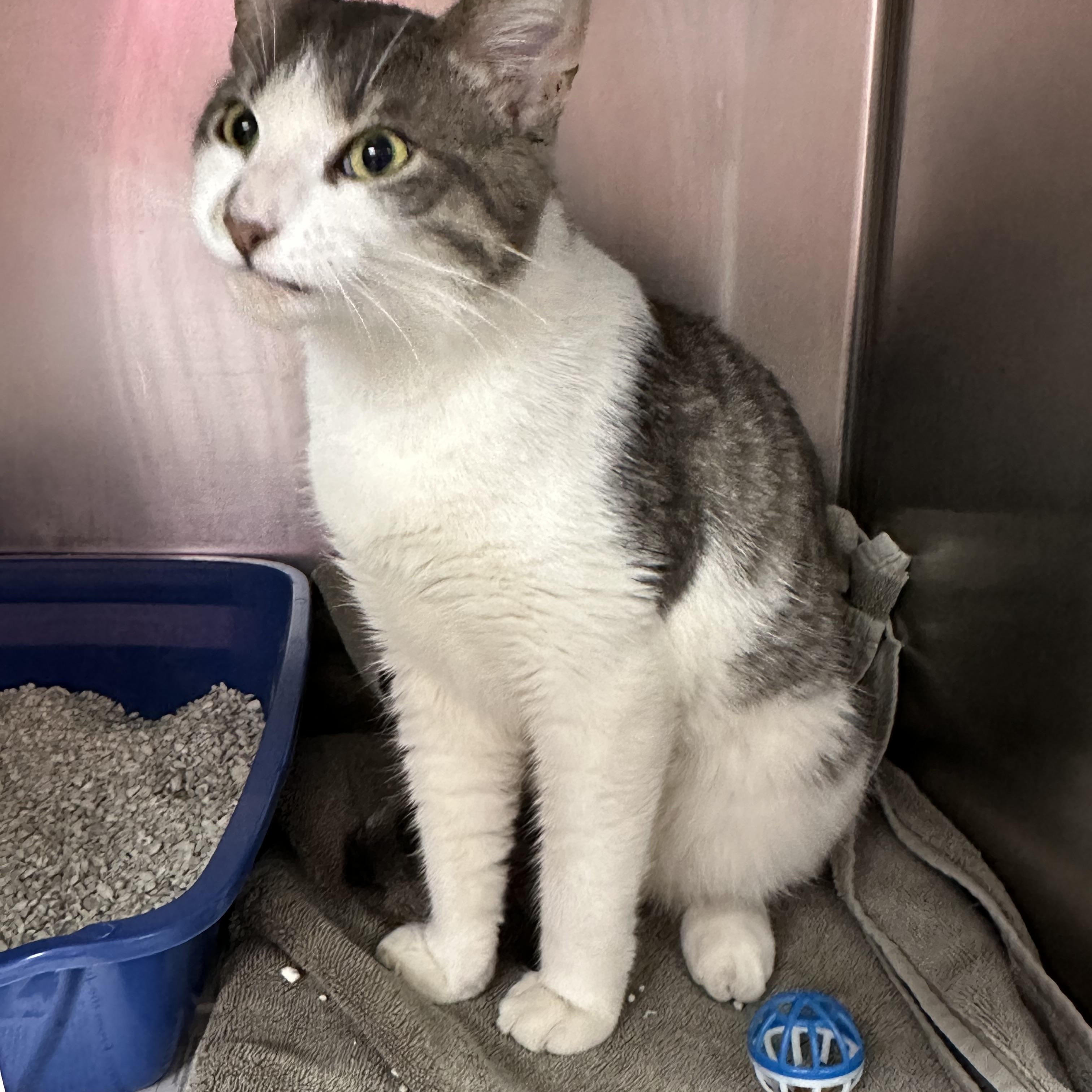 Rocky AKA Bernie, an adopted Domestic Short Hair in Clifton, NJ image 4/6