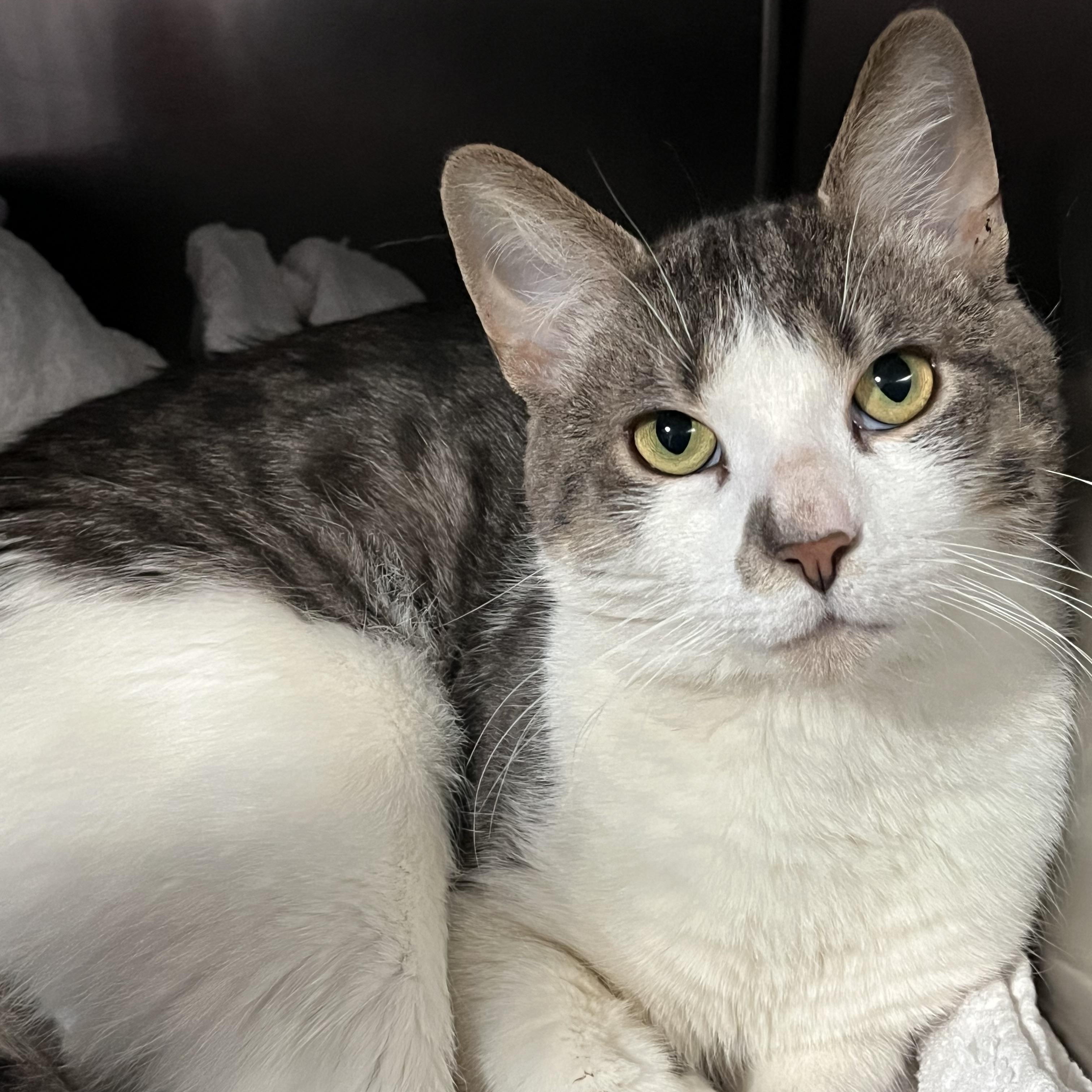 Rocky AKA Bernie, an adopted Domestic Short Hair in Clifton, NJ image 1/6
