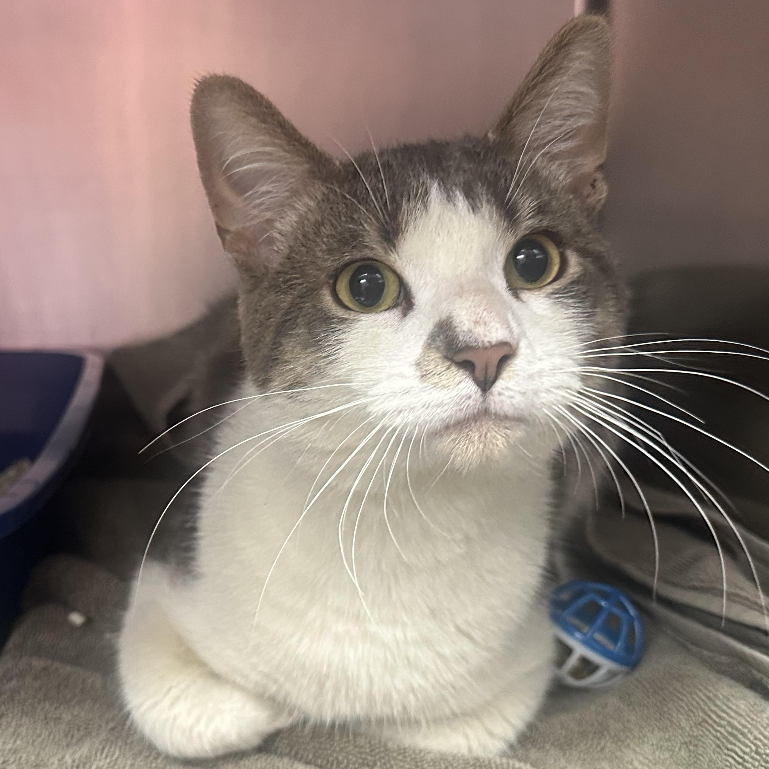 Rocky AKA Bernie, an adopted Domestic Short Hair in Clifton, NJ image 2/6