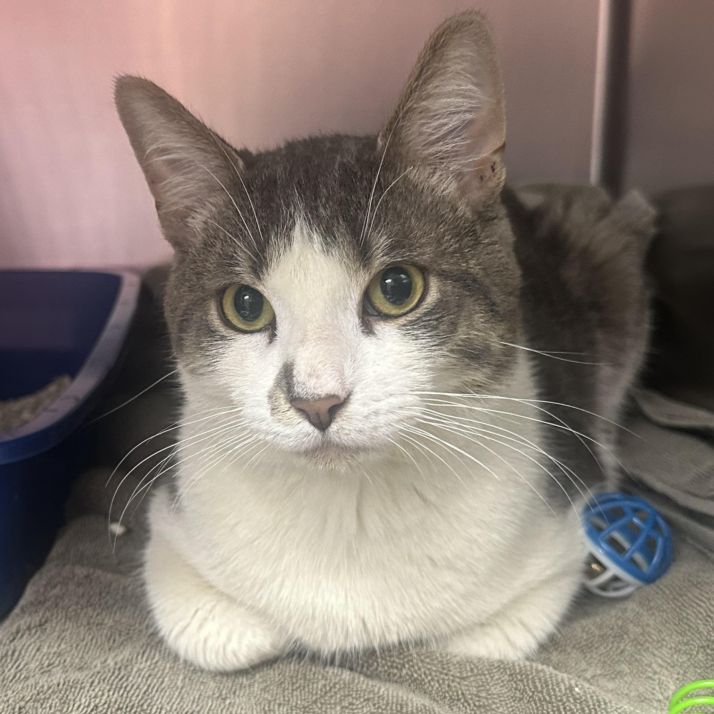 Rocky AKA Bernie, an adopted Domestic Short Hair in Clifton, NJ image 5/6