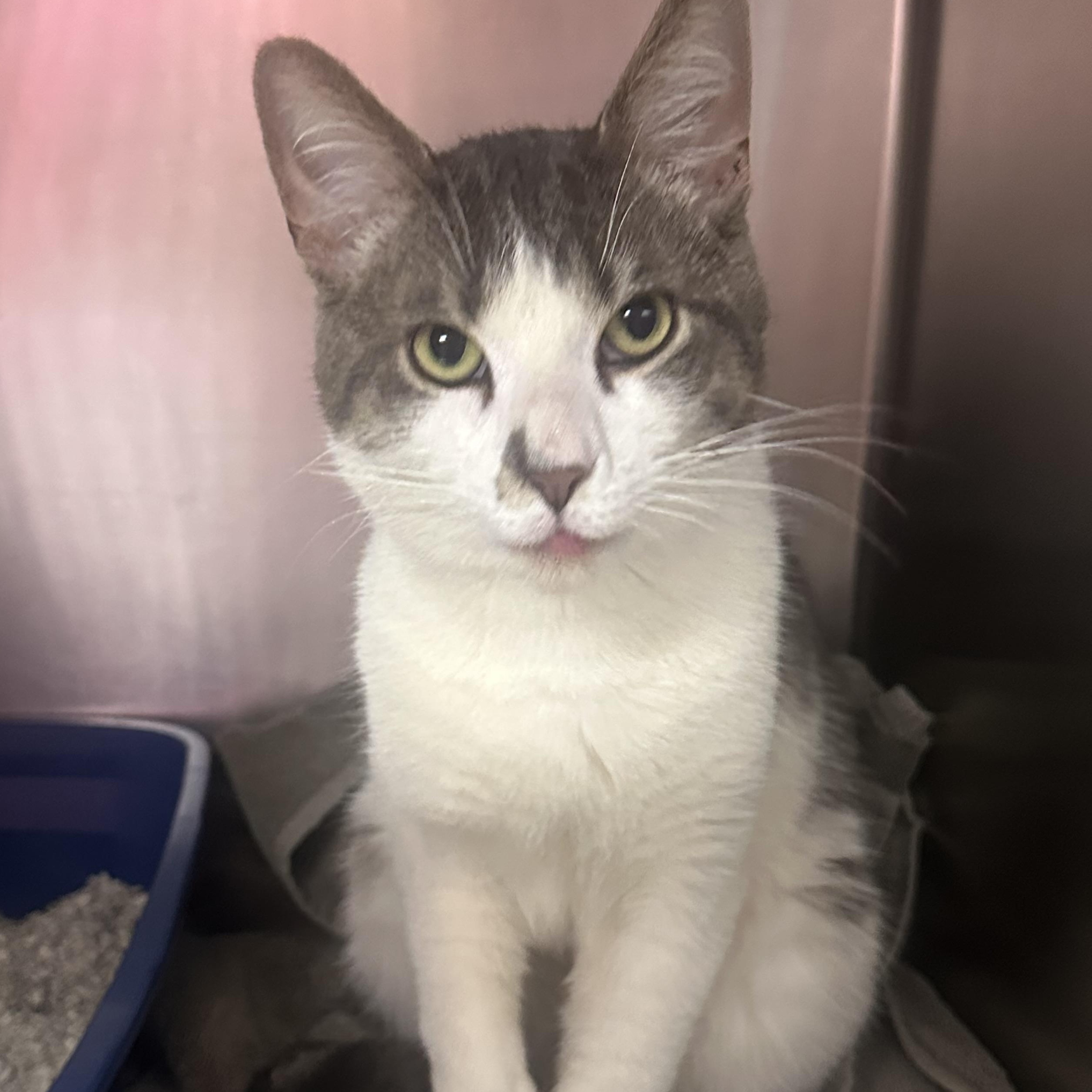 Rocky AKA Bernie, an adopted Domestic Short Hair in Clifton, NJ image 3/6