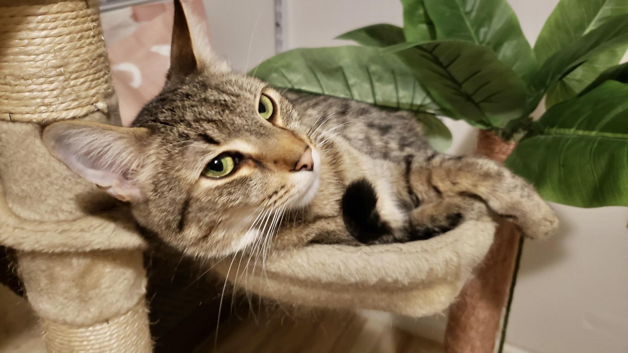 Enlarge Kirby (comes with supplies) *VIDEO* sweet boy , a ADOPTABLE Domestic Short Hair in Orlando, FL image 2/6