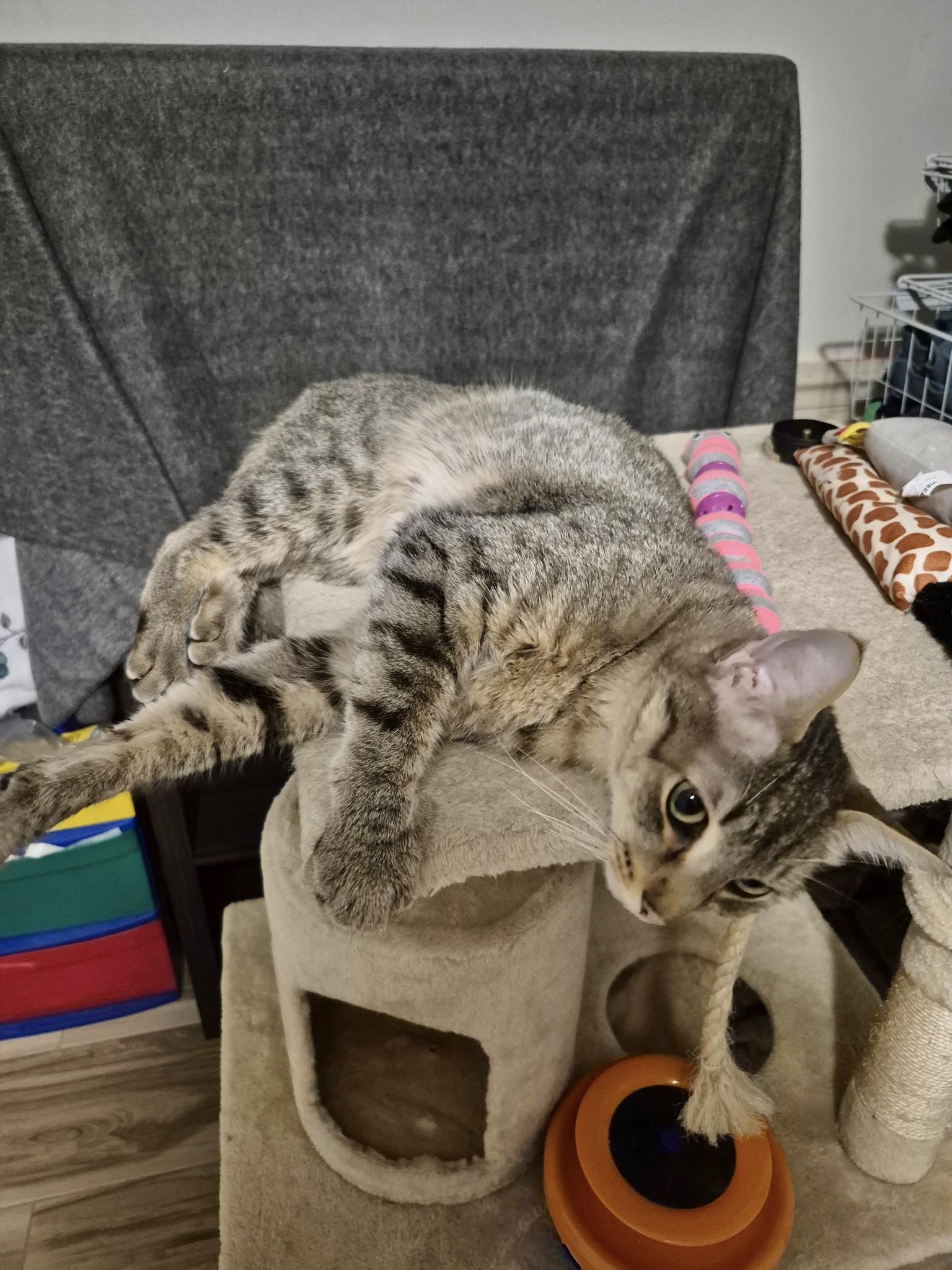 Enlarge Kirby (comes with supplies) *VIDEO* sweet boy , a ADOPTABLE Domestic Short Hair in Orlando, FL image 4/6