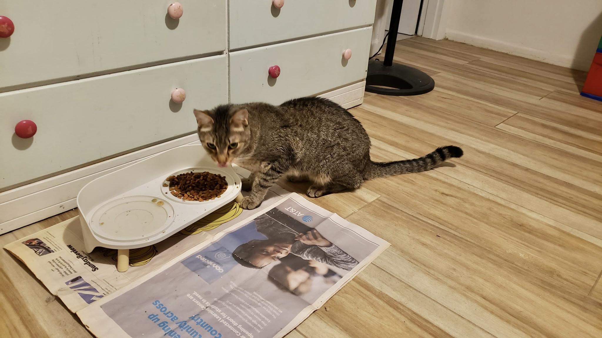 Enlarge Kirby (comes with supplies) *VIDEO* sweet boy , a ADOPTABLE Domestic Short Hair in Orlando, FL image 5/6